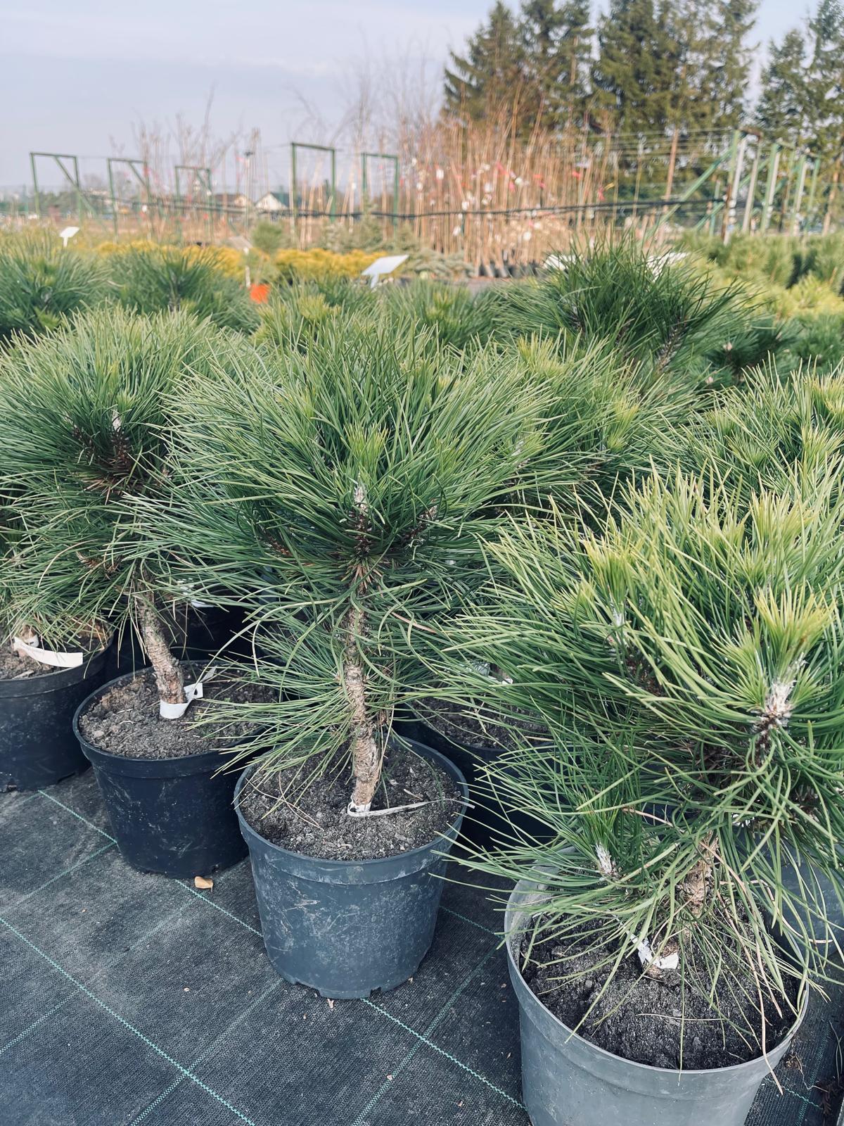 plant017 - Szkółka Ula Milczanowska